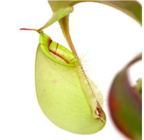 Непентес Ампулярия Зеленая D9 см (лат. Nepenthes Ampullaria green)